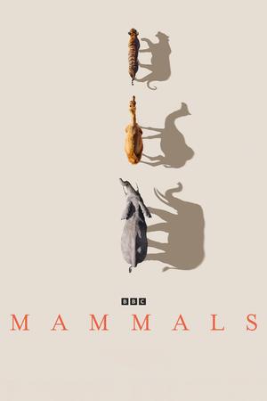 Mammals poster