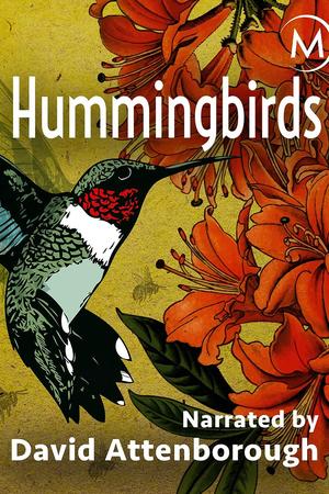 Hummingbirds: Jewelled Messengers poster